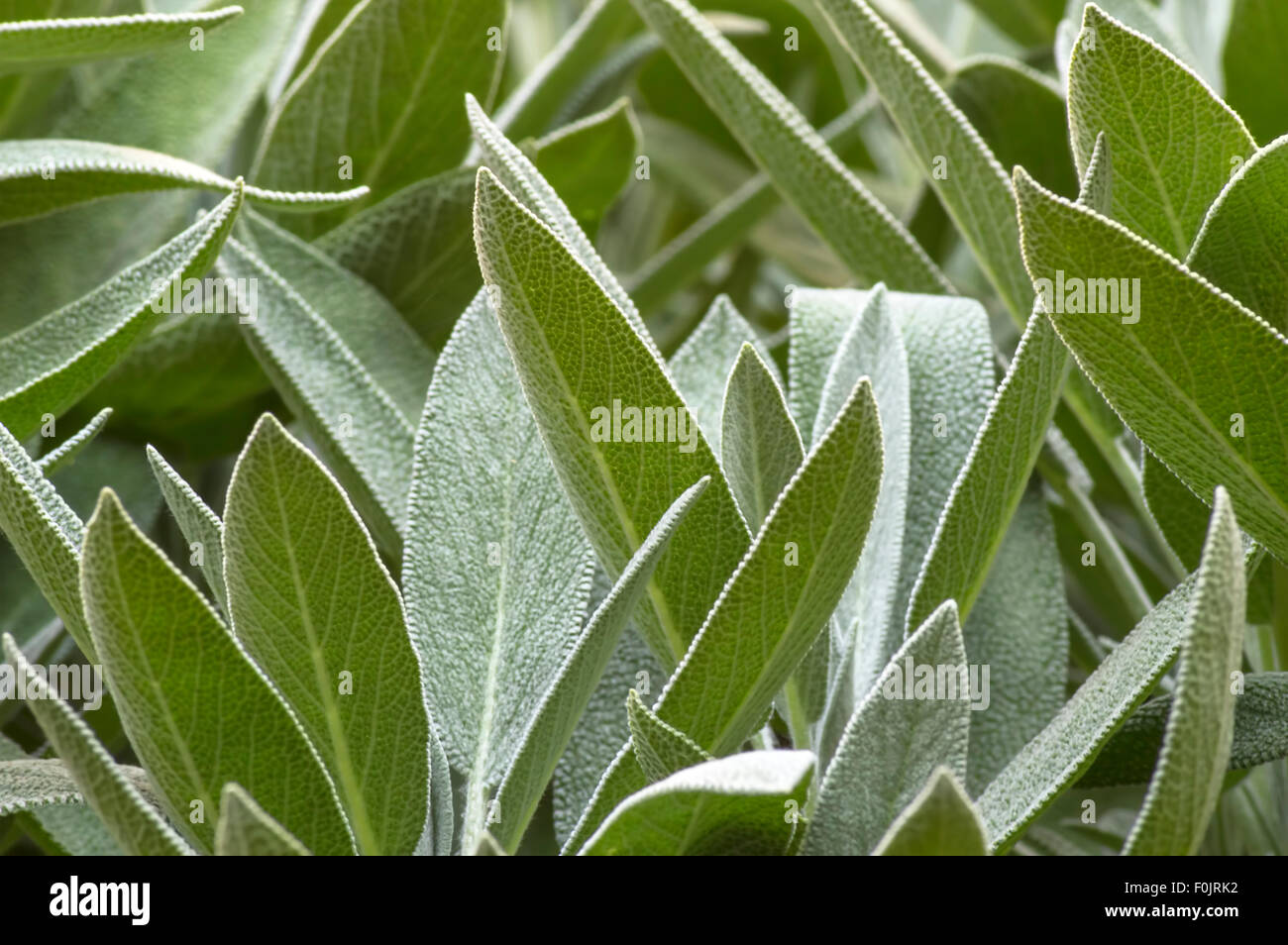 Verde pianta di salvia (Salvia officinalis) in un orto. Messa a fuoco selettiva Foto Stock