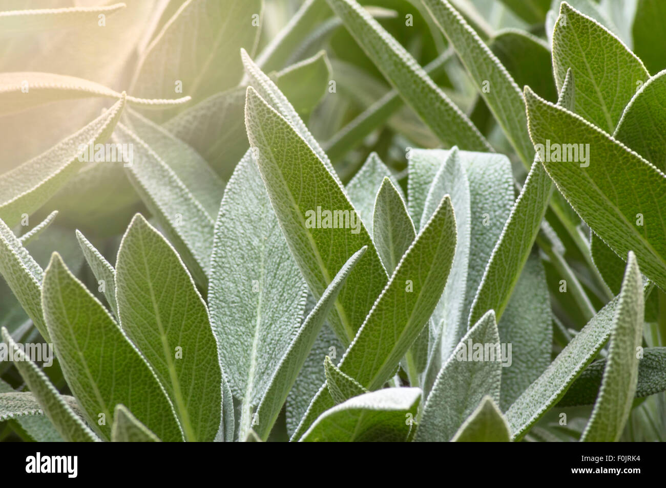 Verde pianta di salvia (Salvia officinalis) in un orto. Messa a fuoco selettiva Foto Stock