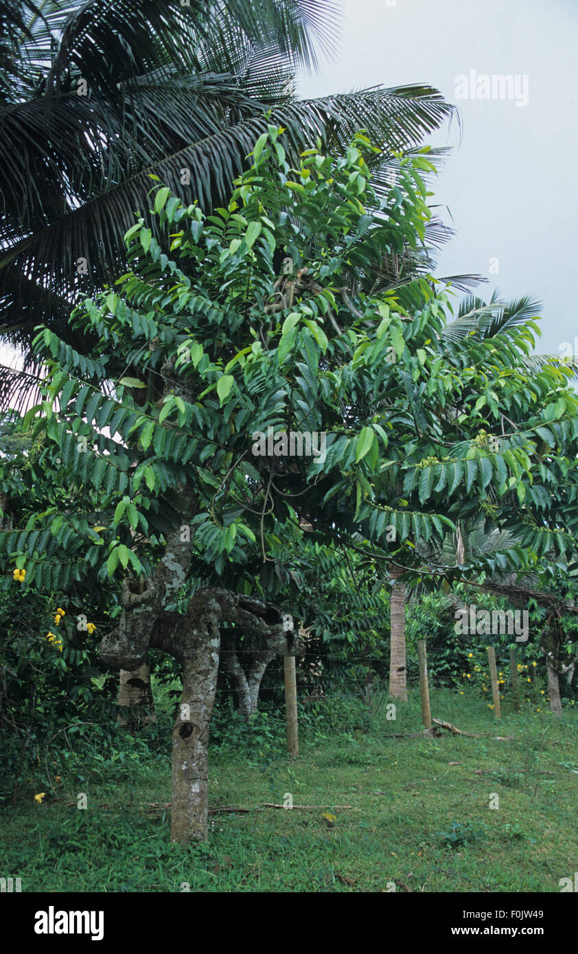 Ylang Ylang alberi all'Guerlain profumo plantation a Combani, Grande Terre, isola di Mayotte, arcipelago delle Comore, Oceano Indiano Foto Stock