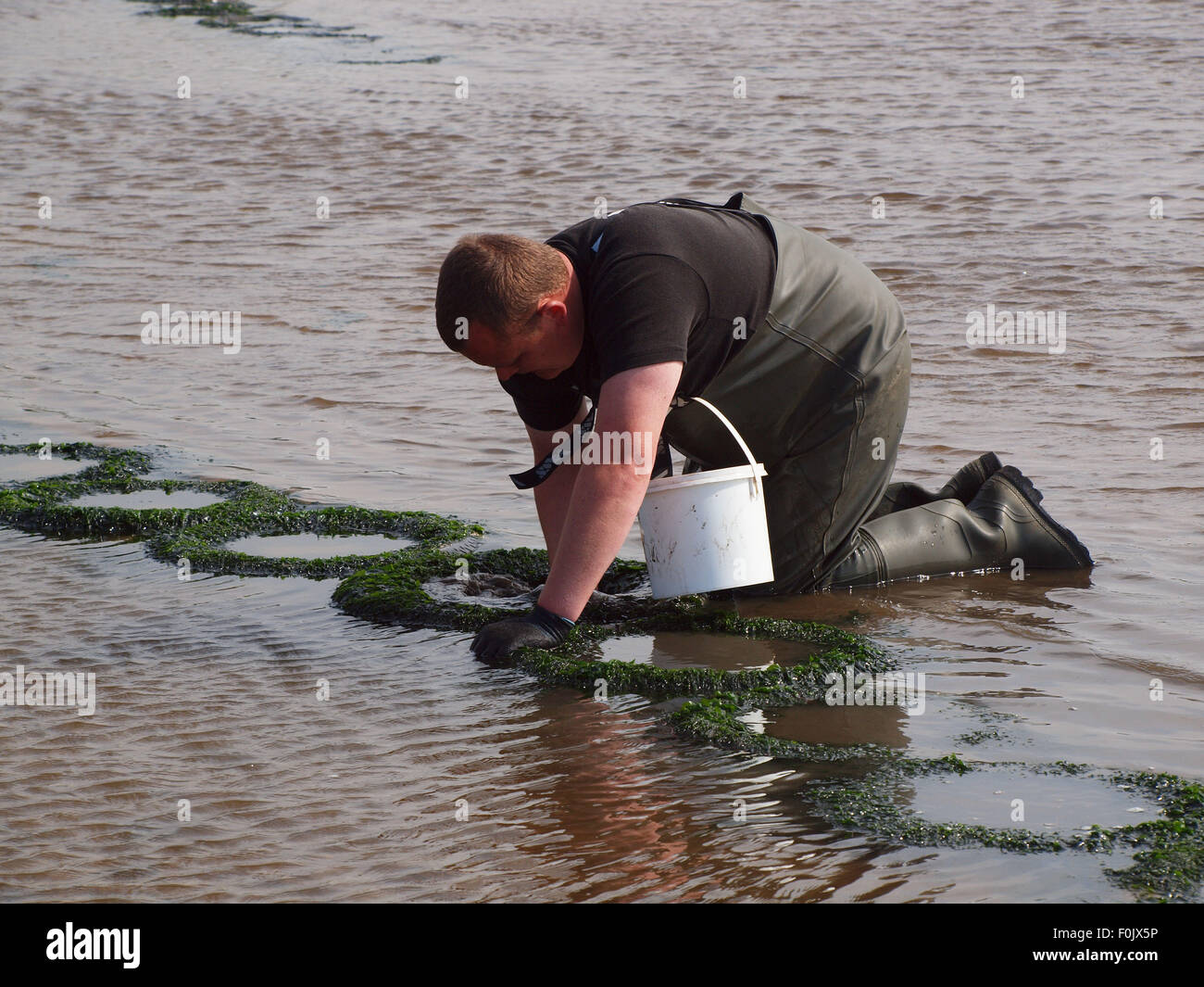 Newcastle Upon Tyne,17 agosto 2015, UK Meteo. Il bel tempo con la bassa marea sul Tyne esponendo le righe di pneumatici cattura di crostacei solo per essere raccolte dai pescatori di esca. Credito: James Walsh Alamy/Live News Foto Stock