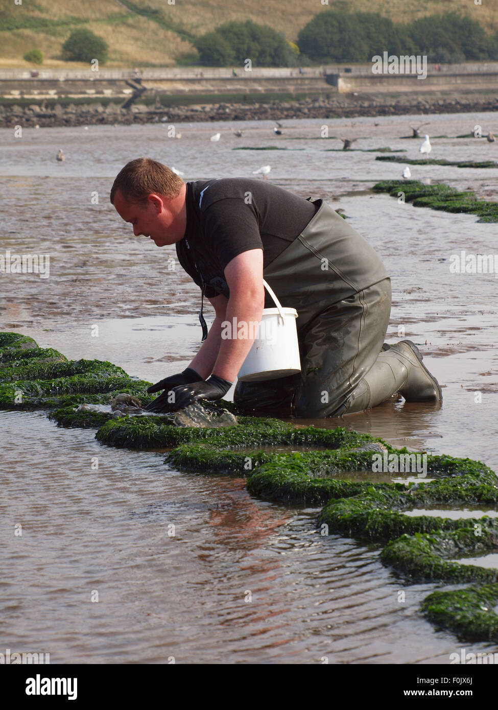 Newcastle Upon Tyne, Regno Unito. 17 Ago, 2015. Regno Unito: Meteo bel tempo con la bassa marea sul Tyne esponendo le righe di pneumatici cattura di crostacei solo per essere raccolte dai pescatori di esca. Credito: James Walsh Alamy/Live News Foto Stock