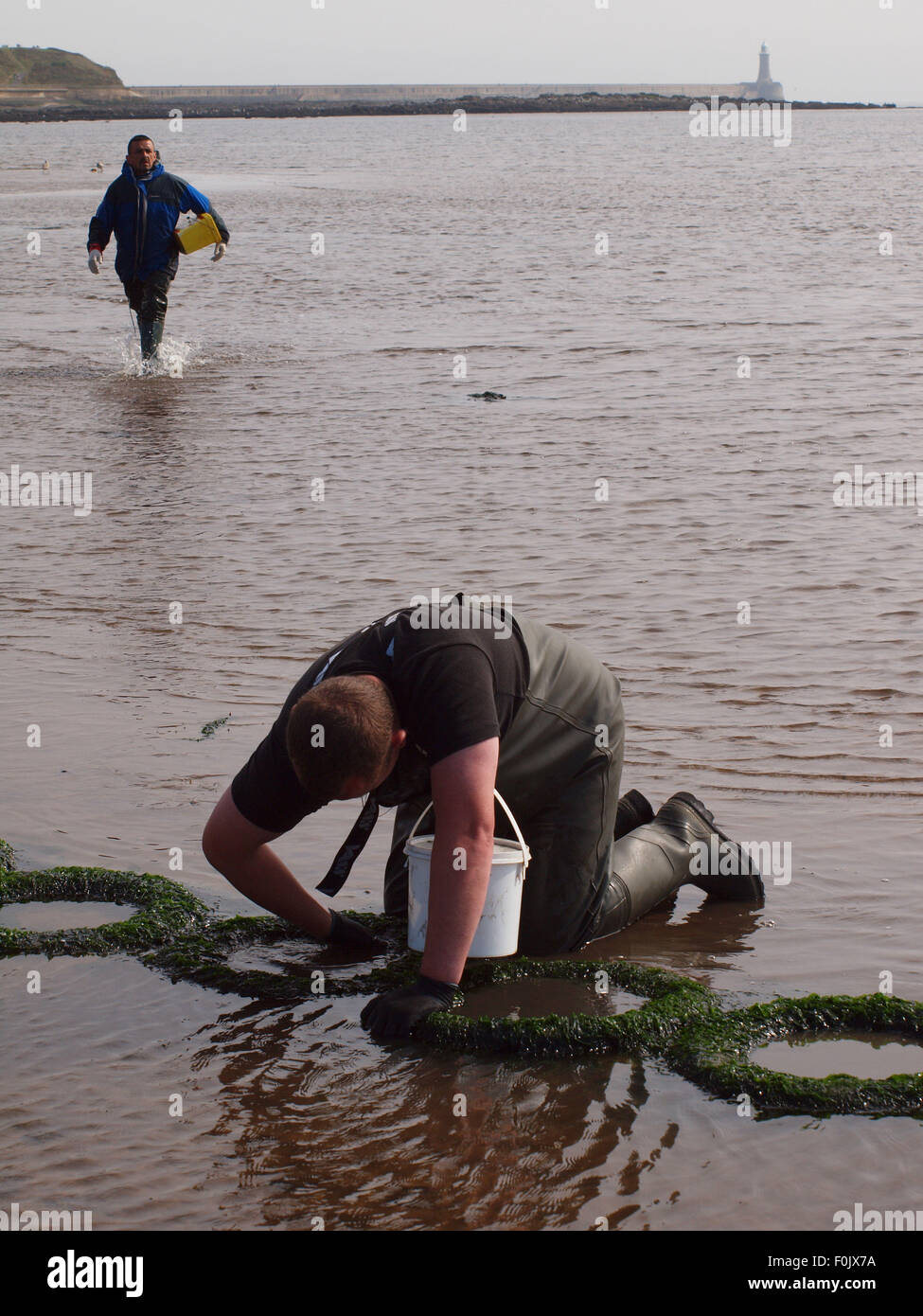Newcastle Upon Tyne, 17 agosto 2015, UK Meteo. Il bel tempo con la bassa marea sul Tyne esponendo le righe di pneumatici cattura di crostacei solo per essere raccolte dai pescatori di esca. Foto Stock