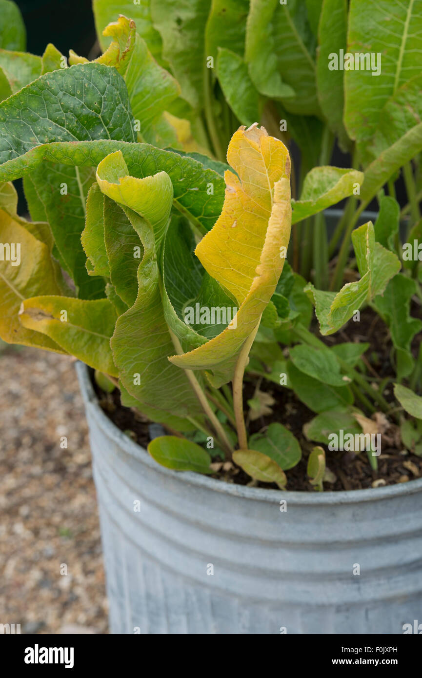 Pianta Di Barbaforte Bio (Armoracia Rusticana) In Vaso 12cm - Rafano, Cren - Foto 10