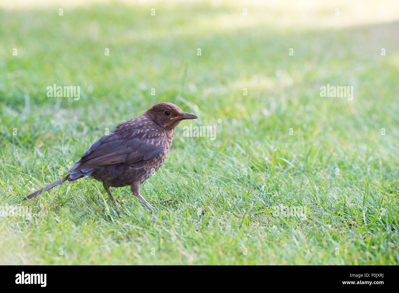 I capretti Blackbird su un giardino prato in cerca di cibo Foto Stock