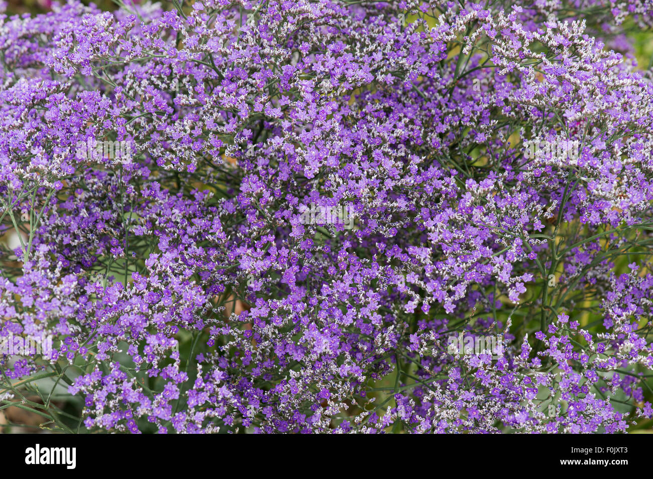 Limonium platyphyllum violetta. Ampia lasciava Statice Foto Stock
