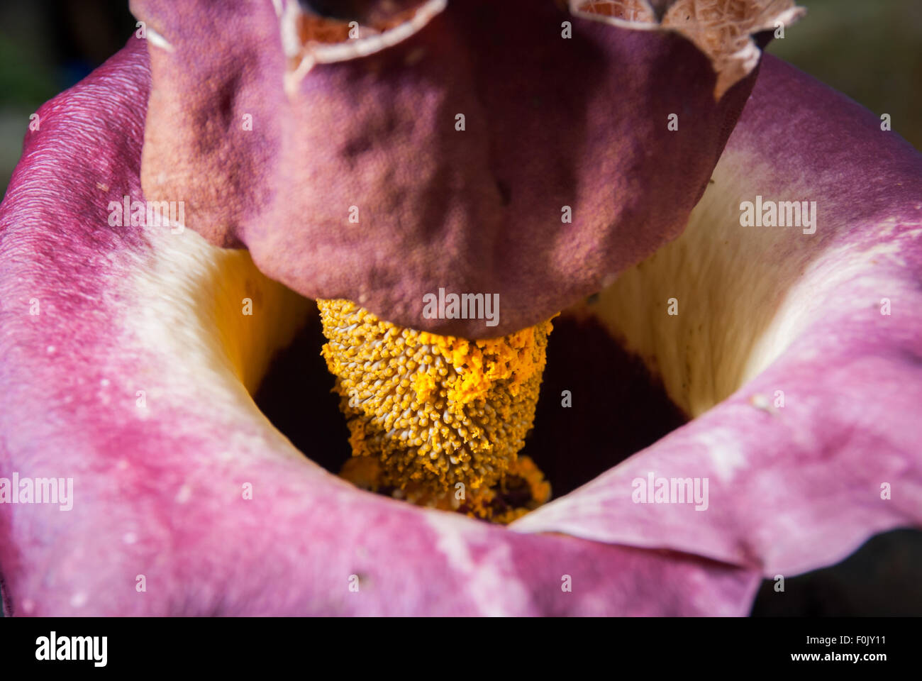 Dettagli del piede di elefante filato Fiore cluster. Foto Stock