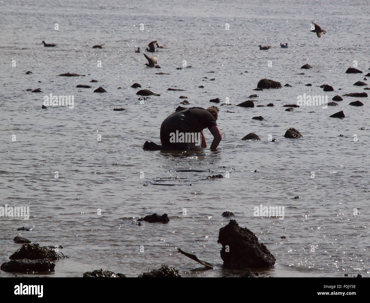 Newcastle Upon Tyne, Regno Unito. 17 Ago, 2015. Regno Unito: Meteo bel tempo con la bassa marea sul Tyne esponendo le righe di pneumatici cattura di crostacei solo per essere raccolte dai pescatori di esca. Credito: James Walsh Alamy/Live News Foto Stock