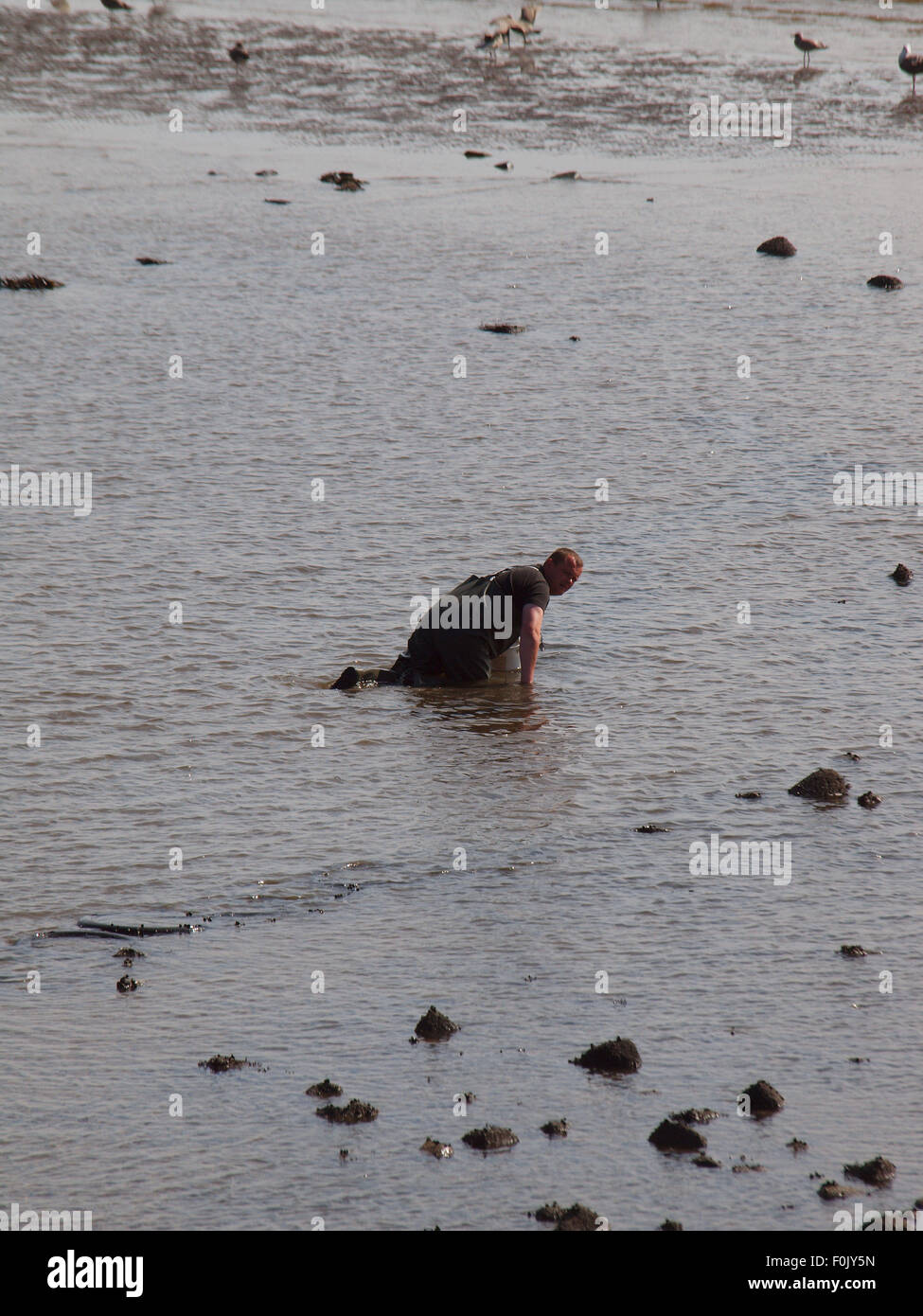 Newcastle Upon Tyne, 17 agosto 2015, UK Meteo. Il bel tempo con la bassa marea sul Tyne esponendo le righe di pneumatici cattura di crostacei solo per essere raccolte dai pescatori di esca. Foto Stock