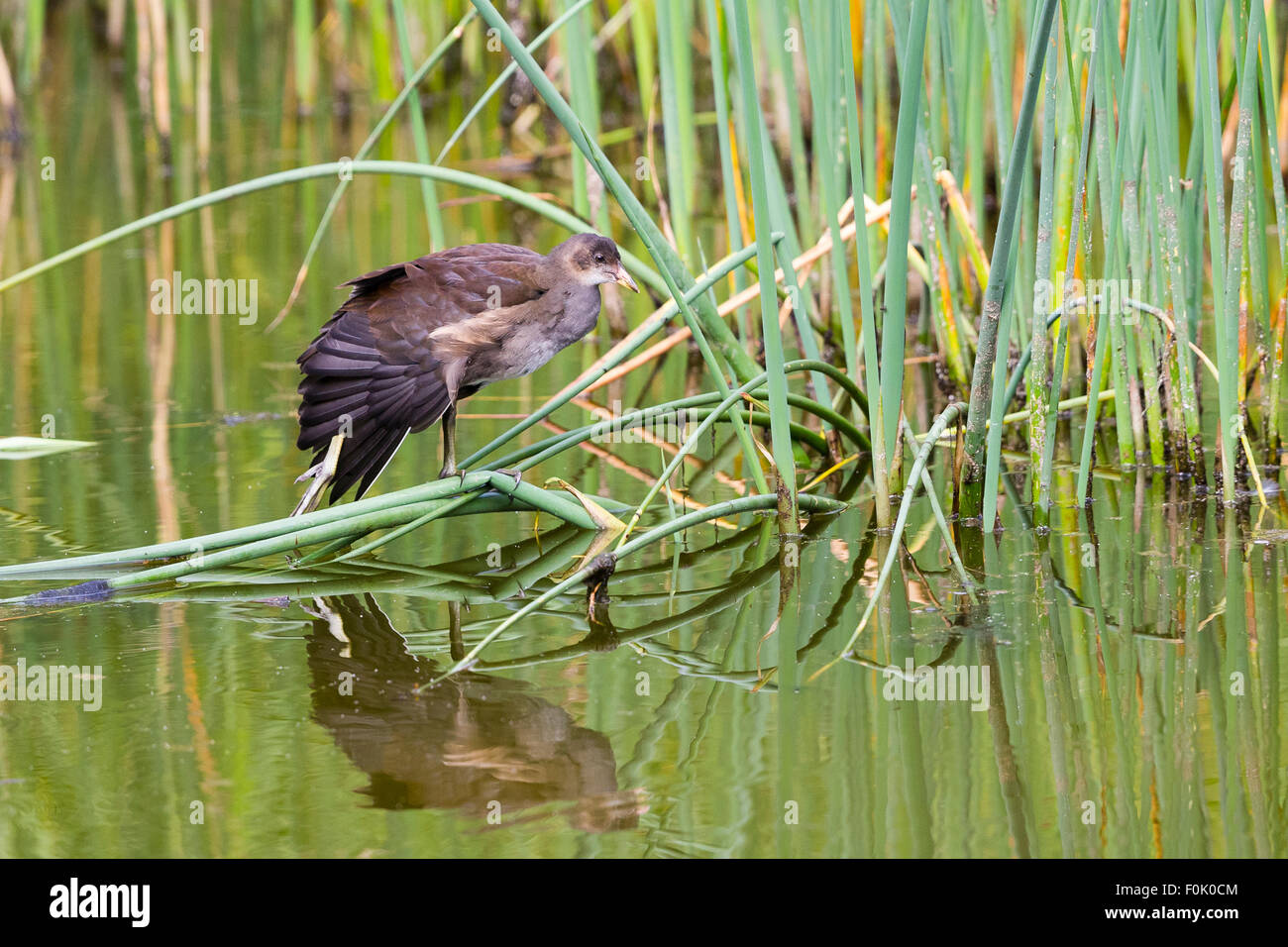 Un bambino (Moorhen Gallinula chloropus) e riflessioni a Cilgerran riserva naturale. Foto Stock