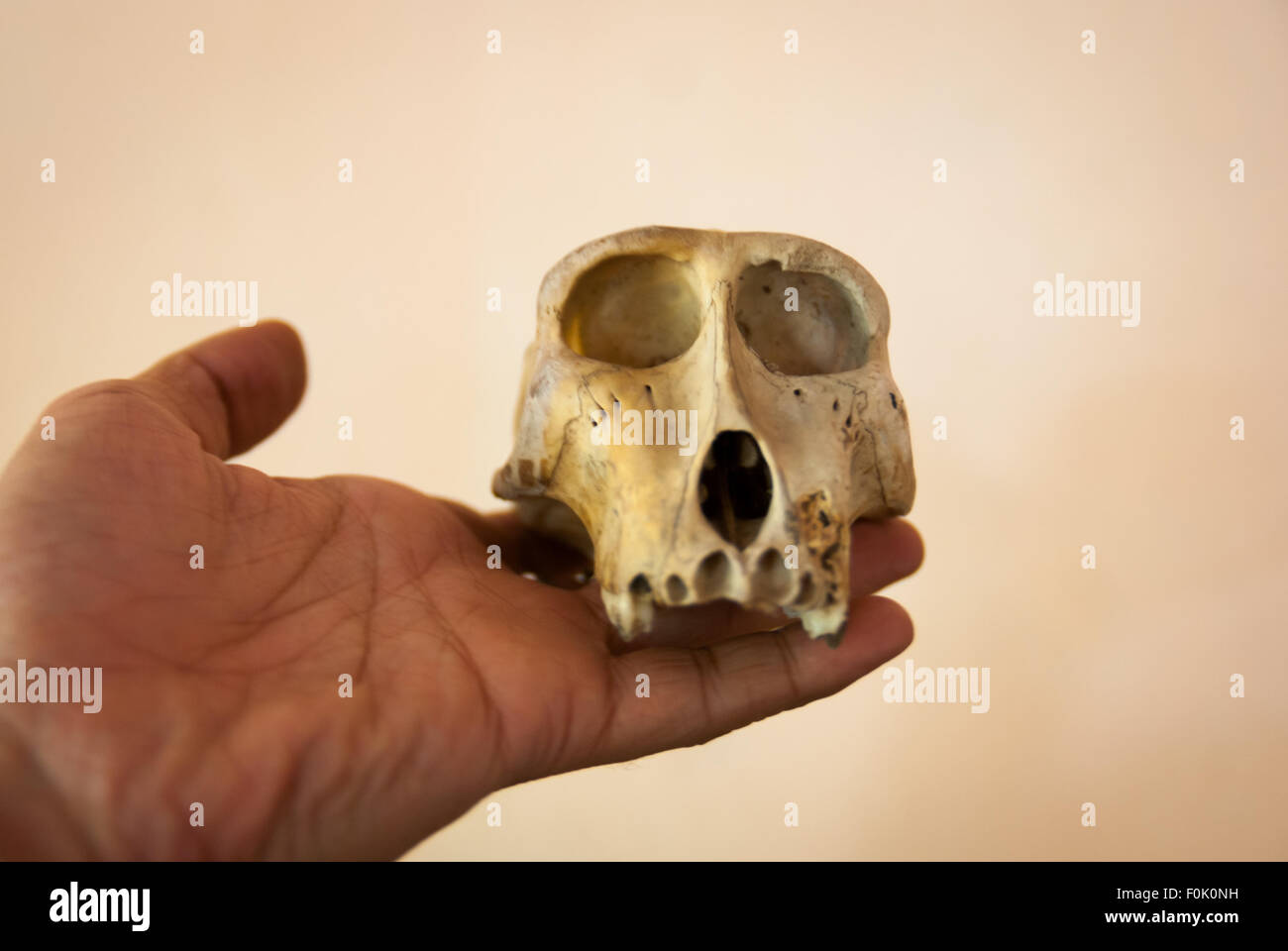 Il cranio di un macaco sulawesi dalle crestate nere (Macaca nigra), che si trova nella foresta, viene fotografato nel villaggio di Batuputih, nel Nord Sulawesi, Indonesia. Foto Stock