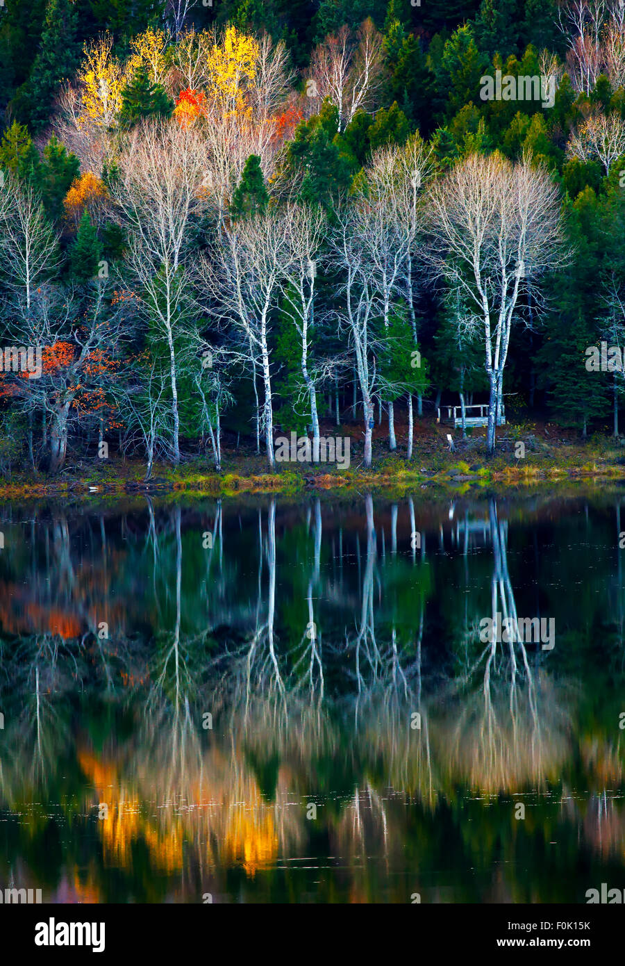 In autunno i riflessi di alberi e acqua in New Brunswick, Canada. Foto Stock