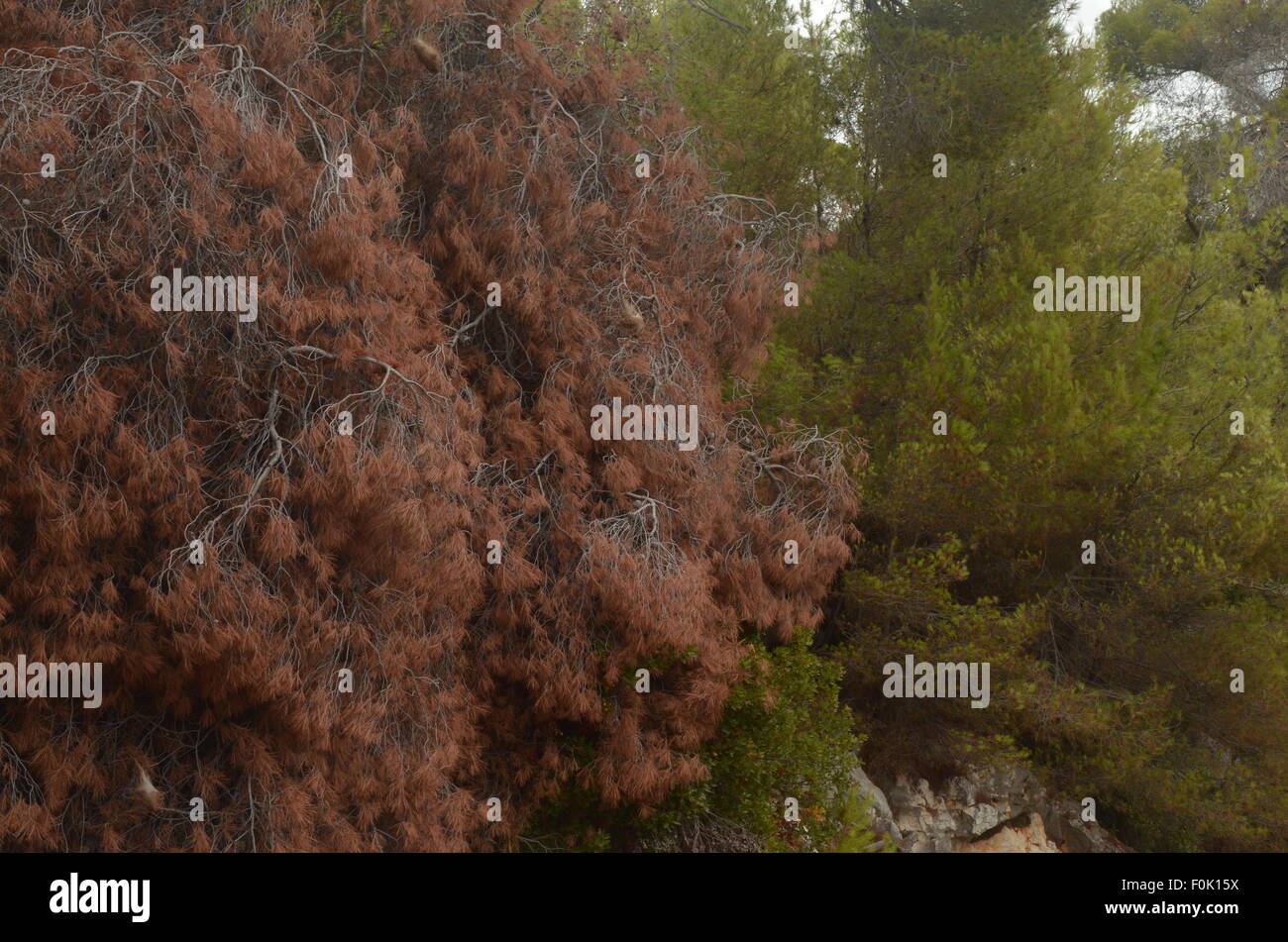 Dead or Alive tree Foto Stock