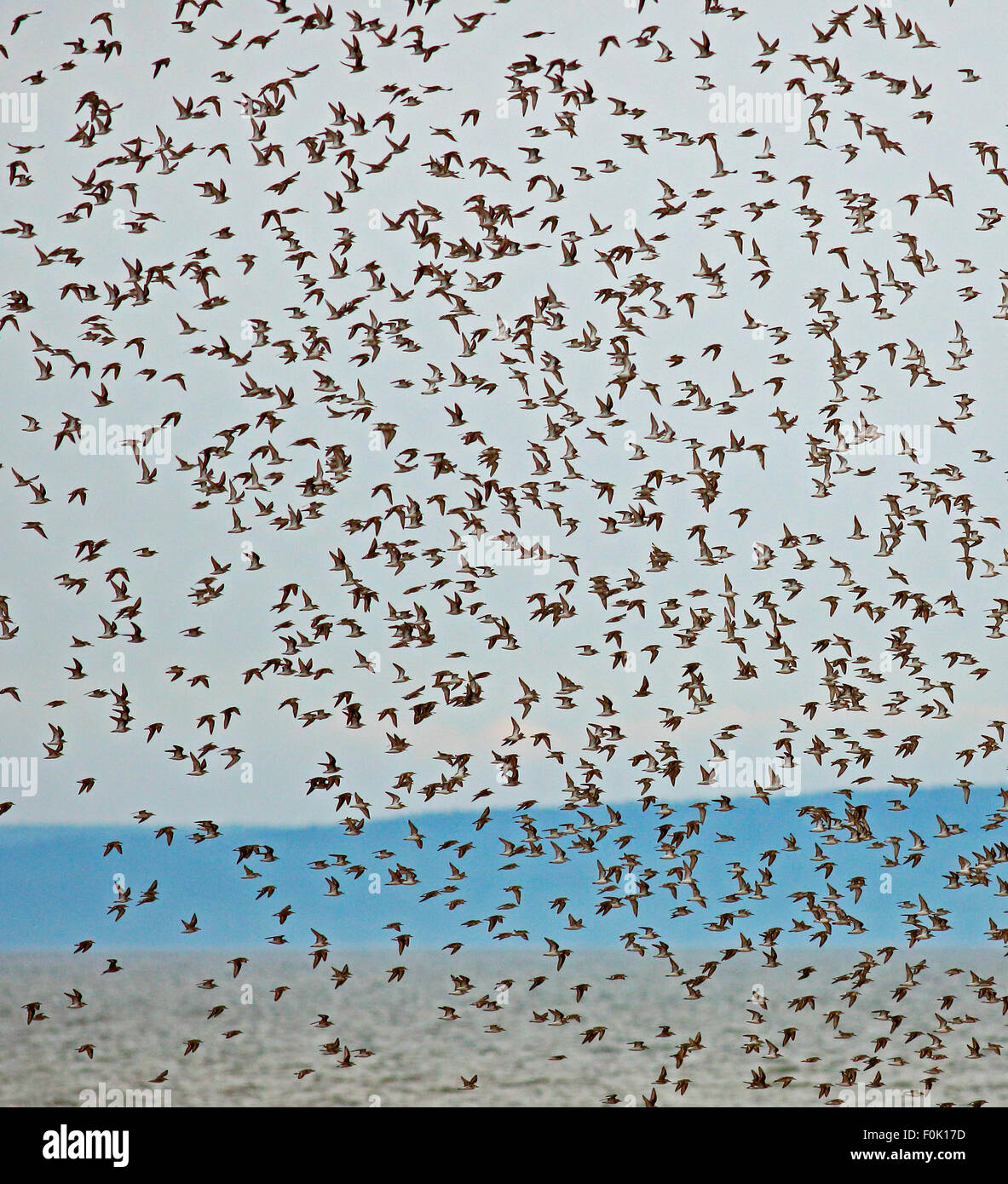 Stormo di uccelli costieri (piro-piro, piping plovers) off shore in New Brunswick, Canada, durante la migrazione. Foto Stock