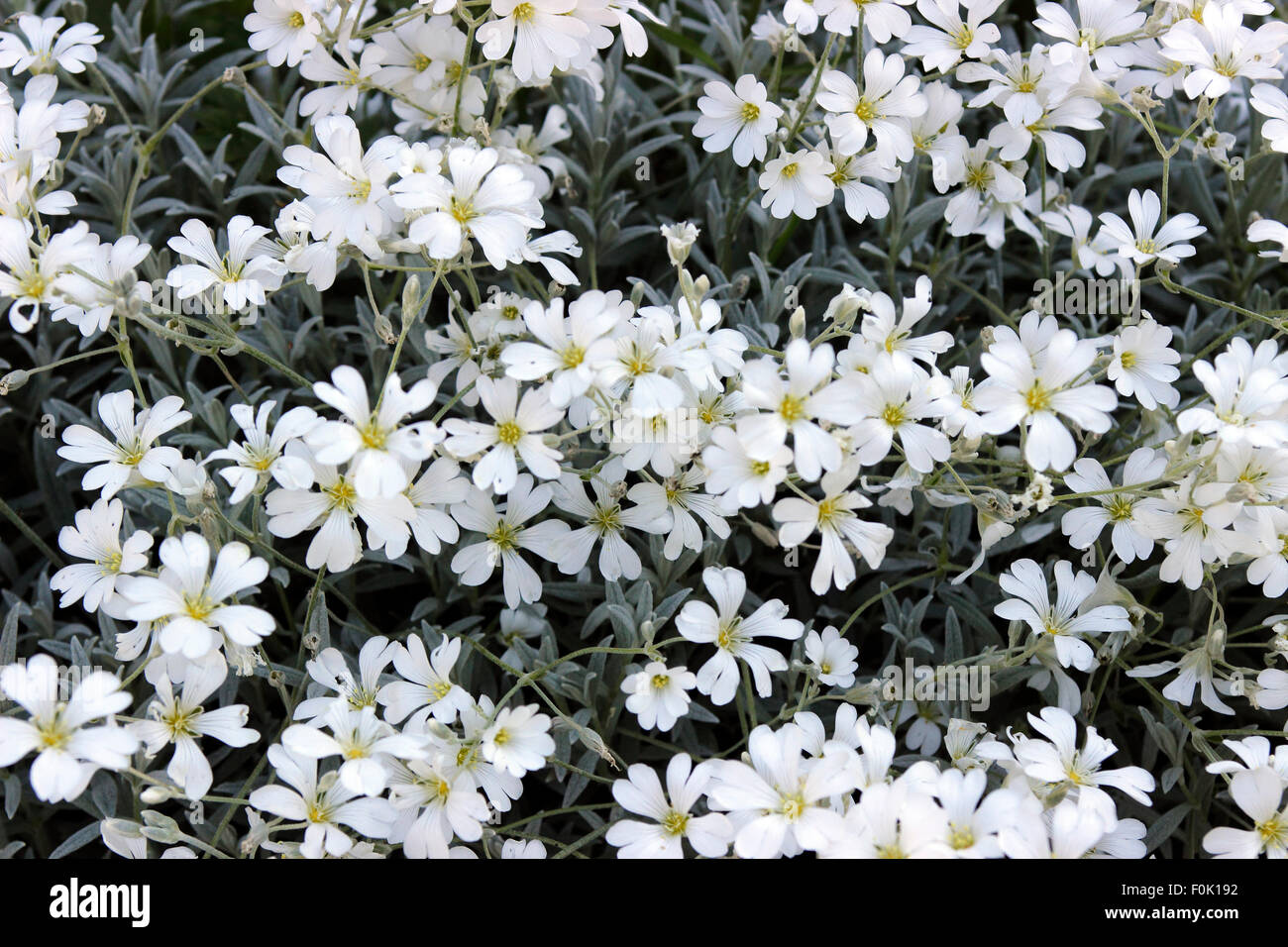 Tappeto bianco di neve fiori isola Vinalhaven Maine New England USA Foto Stock