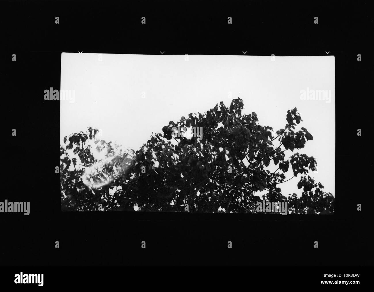 Green's Tung Oil Farm, nota per la produzione di olio di tung, un prodotto raccolto dall'albero di tung. L'azienda agricola verosimilmente si concentra sulla coltivazione e la lavorazione di questo olio per uso commerciale. Foto Stock