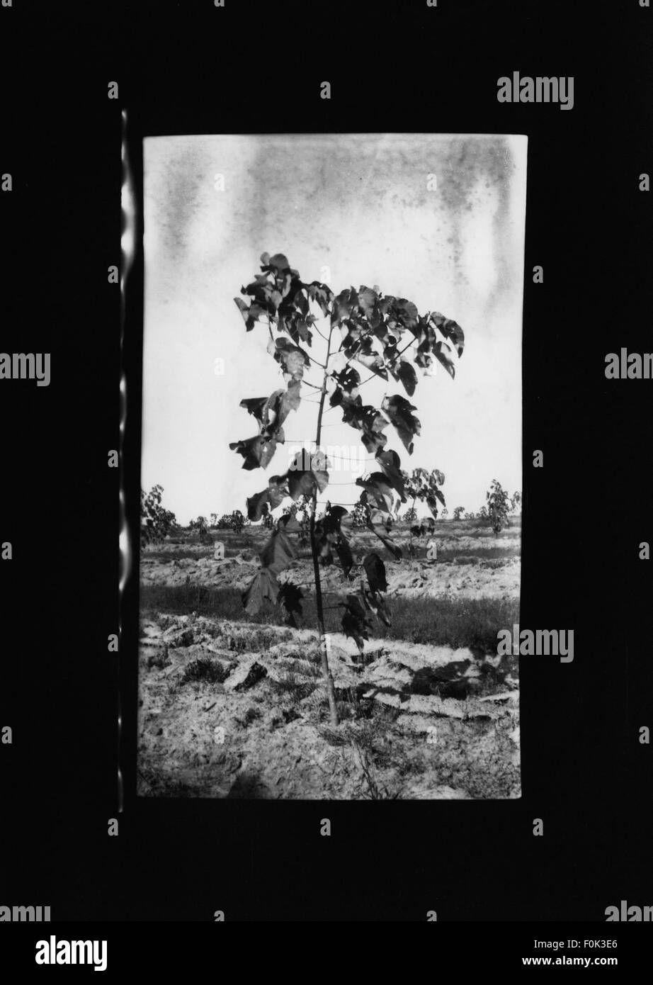 La Green's Tung Oil Farm era nota per la coltivazione di alberi di tung per la produzione di petrolio. L'olio di Tung, derivato dai semi, è stato utilizzato in vari settori, tra cui vernici, vernici e rivestimenti, grazie alla sua durata e resistenza all'acqua. Foto Stock