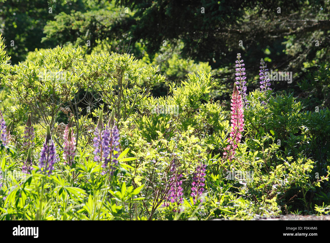 Lupin fiori waterfront Vinalhaven Isola Maine New England USA Foto Stock