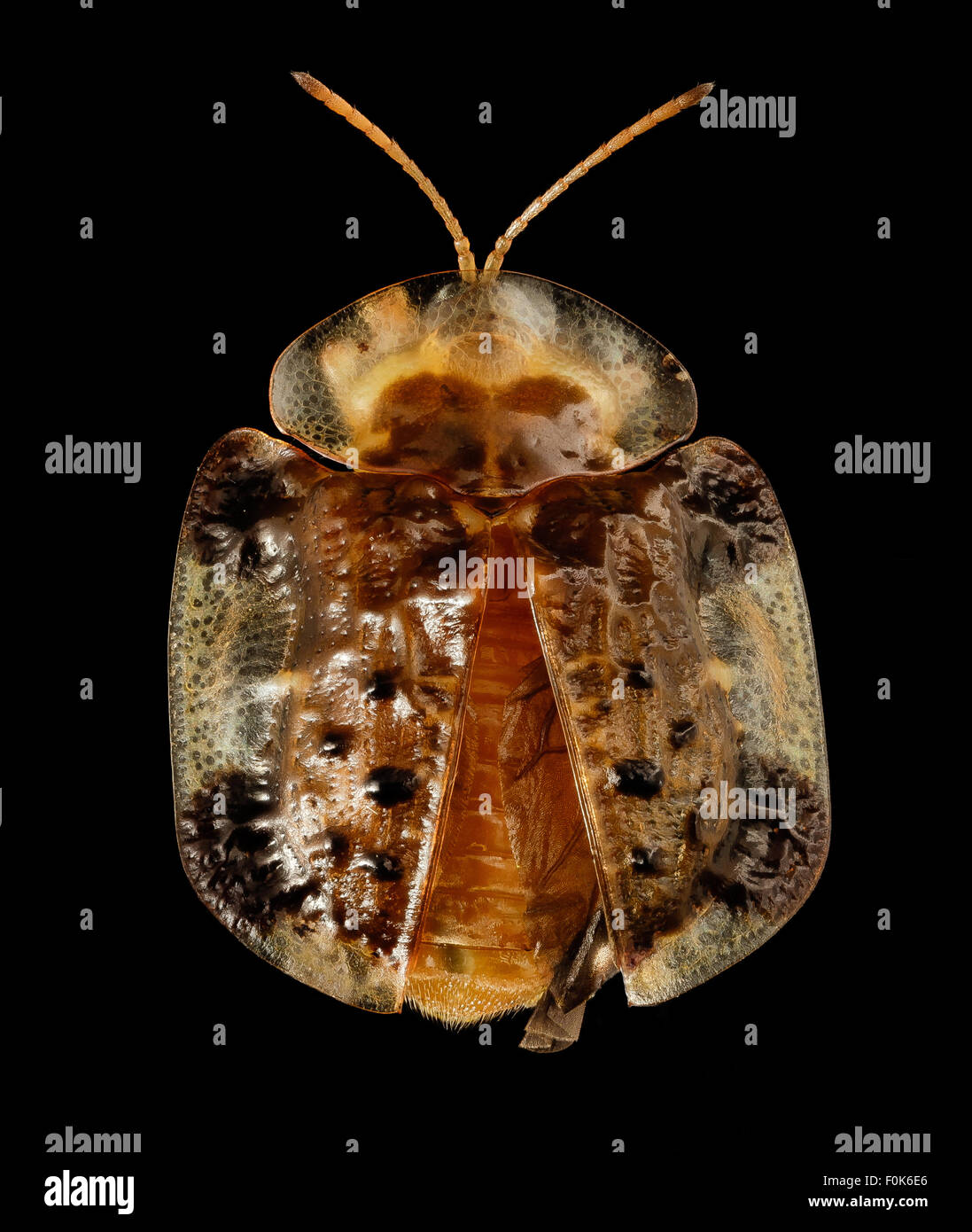 Lo scarabeo tartaruga (Plagiometriona clavata) trovato nel Maryland è un membro della famiglia Chrysomelidae. Il suo aspetto distintivo simile a uno scudo e il suo habitat sulla pianta dell'ortica dei cavalli sono caratteristiche notevoli. Questo coleottero svolge un ruolo nella dinamica dell'ecosistema come alimentatore di foglie. Foto Stock