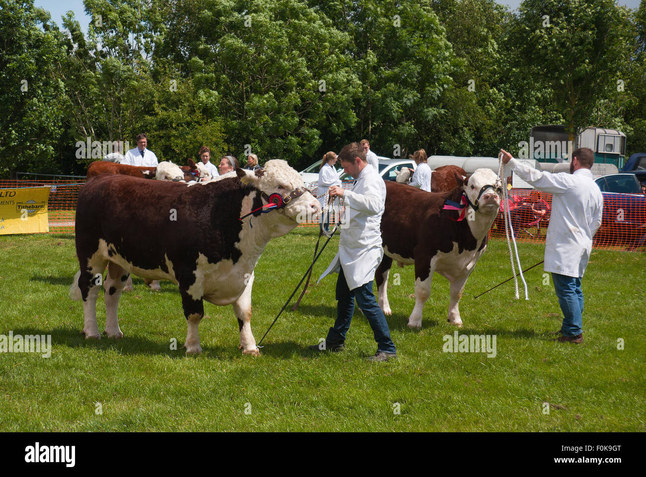 Gestori di eventi in mostra la vincita tori con le rosette, a Bury spettacolo agricolo in Lancashire, Regno Unito. Foto Stock