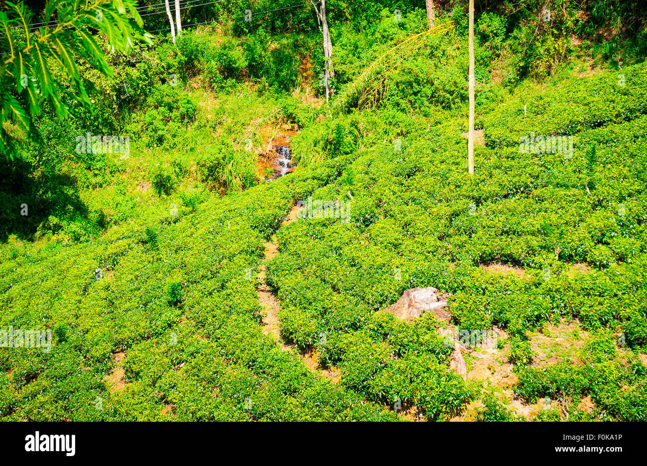 Sri lanka di piantagione di tè Foto Stock