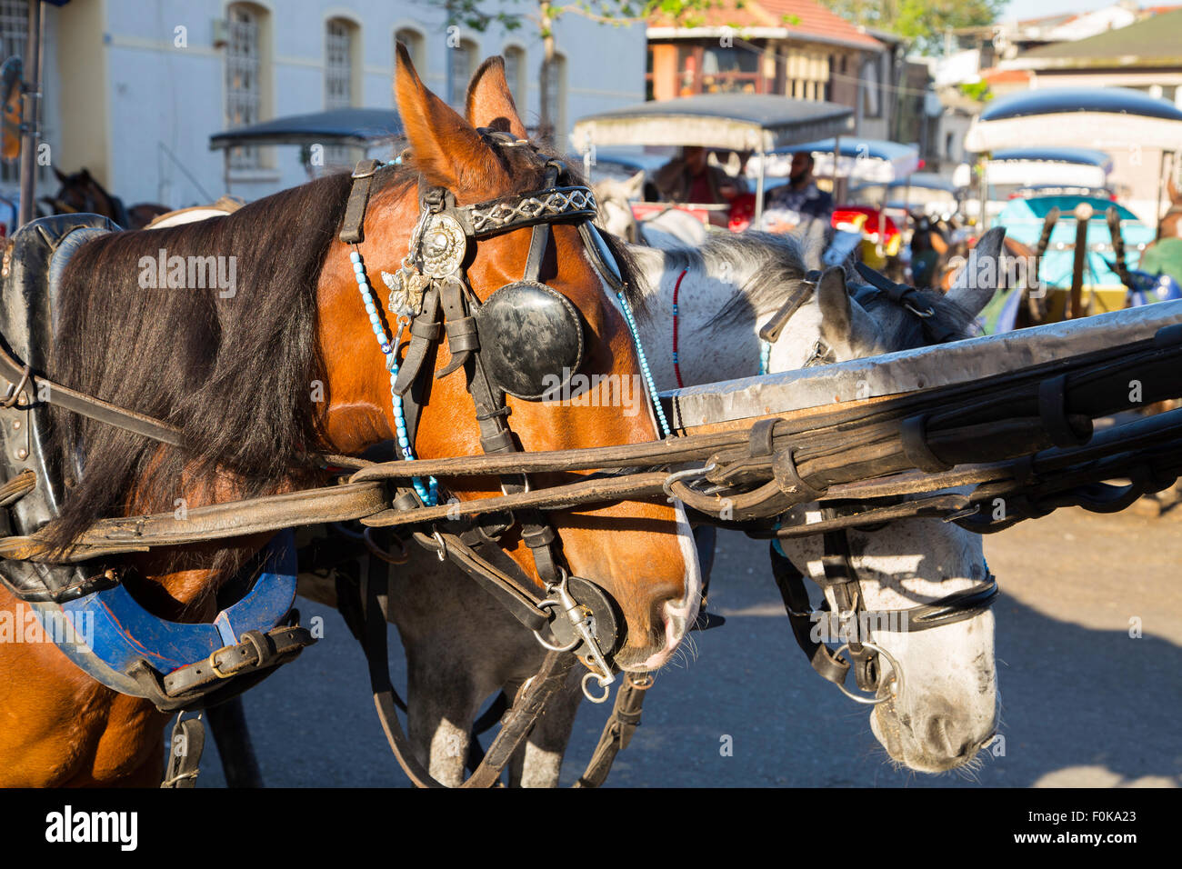 I cavalli sono in attesa del loro turno al Prince isole vicino a Istanbul, Turchia Foto Stock