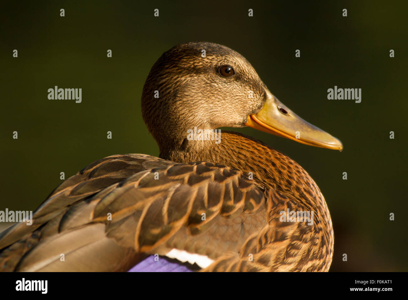 Ritratto dell'anatra Foto Stock