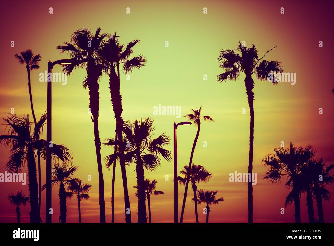 California palme e illuminazione stradale al tramonto. Urban palme sullo sfondo. Foto Stock