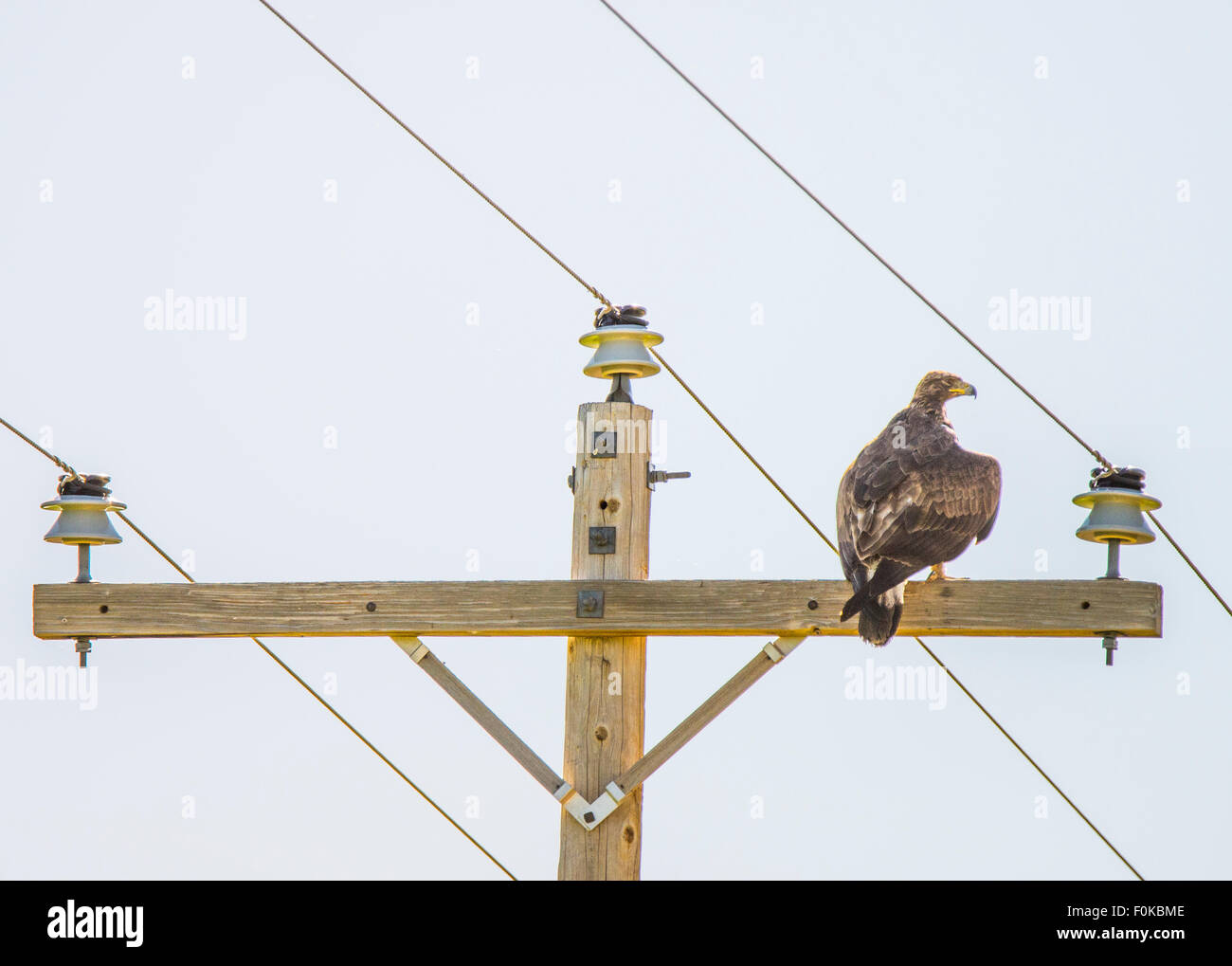 Uccelli rapaci, immaturi Golden Eagle appollaiato su un palo di potenza sulla strada rurale in Camas Prairie-Fairffield, area, Idaho, Stati Uniti d'America Foto Stock