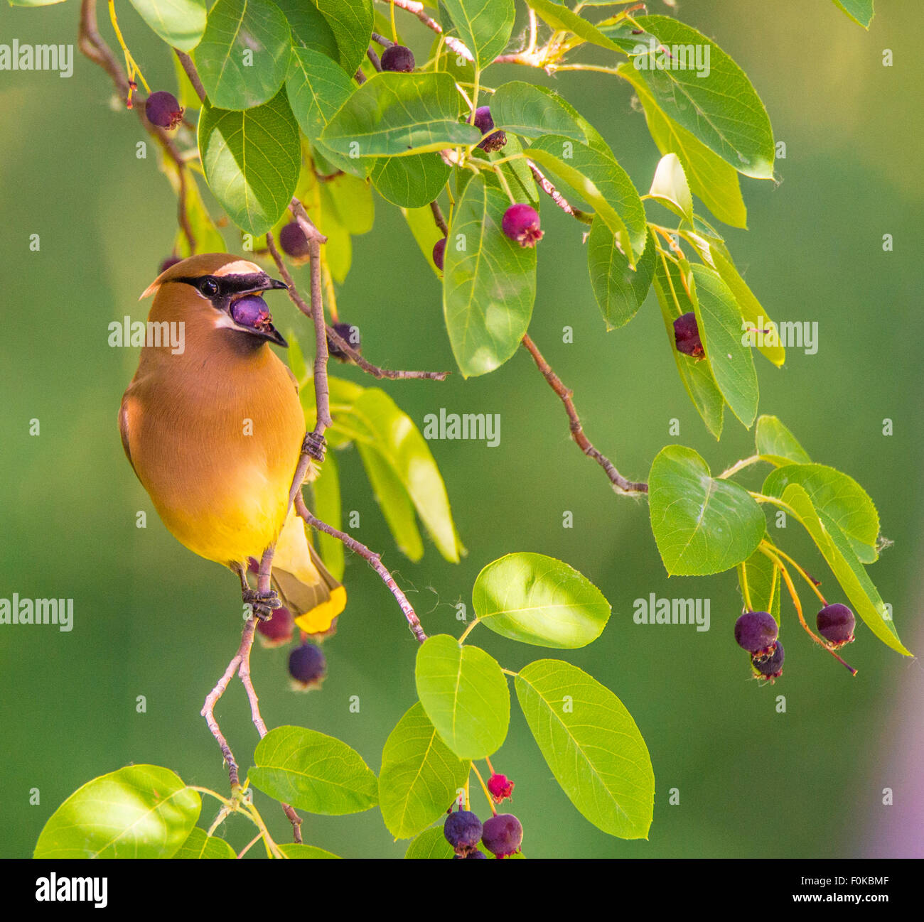 Gli uccelli, Adulti Cedar Waxwing gorging sul servizio Berry Tree, Idaho, Stati Uniti d'America Foto Stock