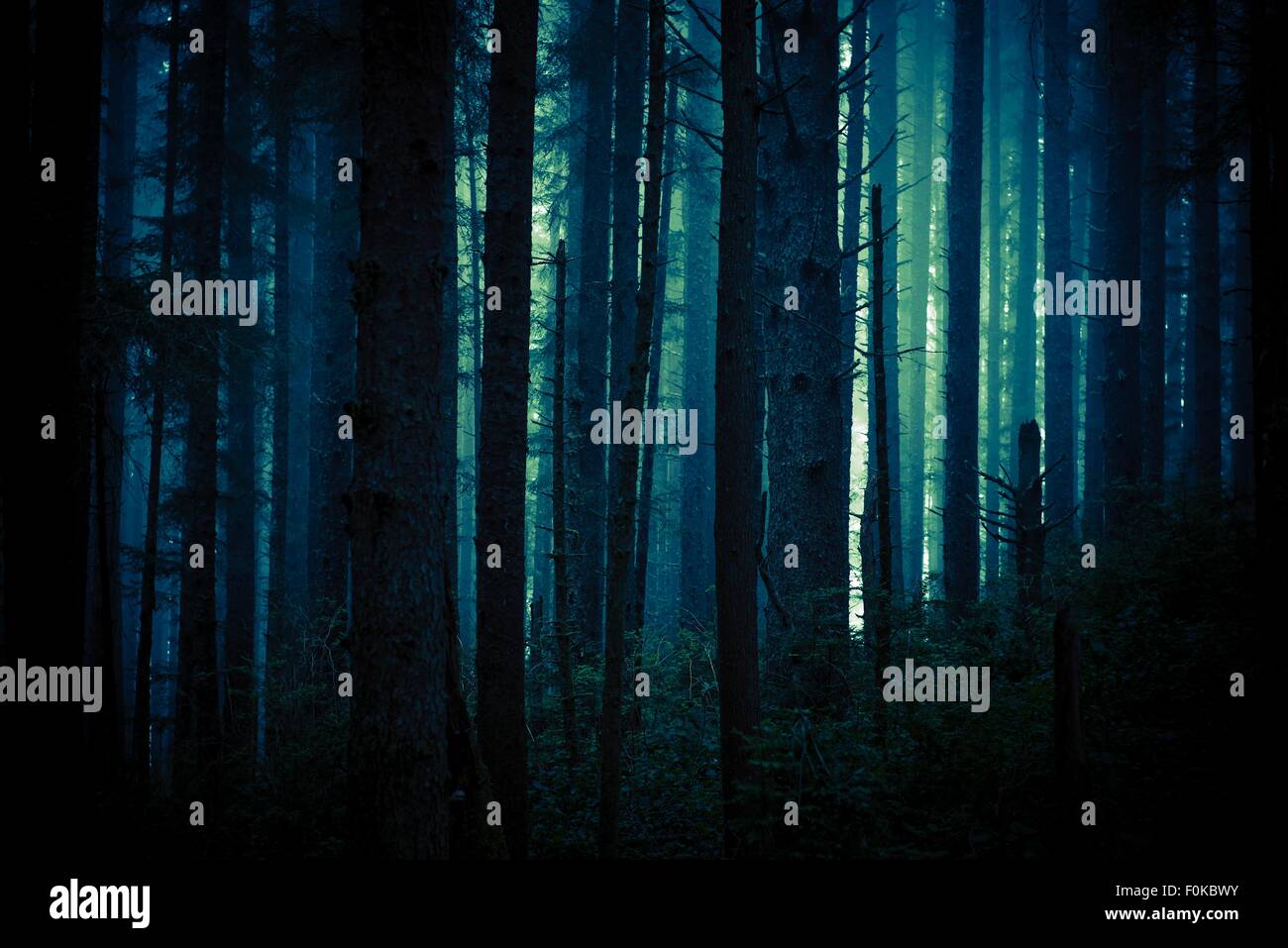 Dark, nebbia e Creepy Forest in blu scuro la gradazione dei colori. Sfondo di foresta. Foto Stock