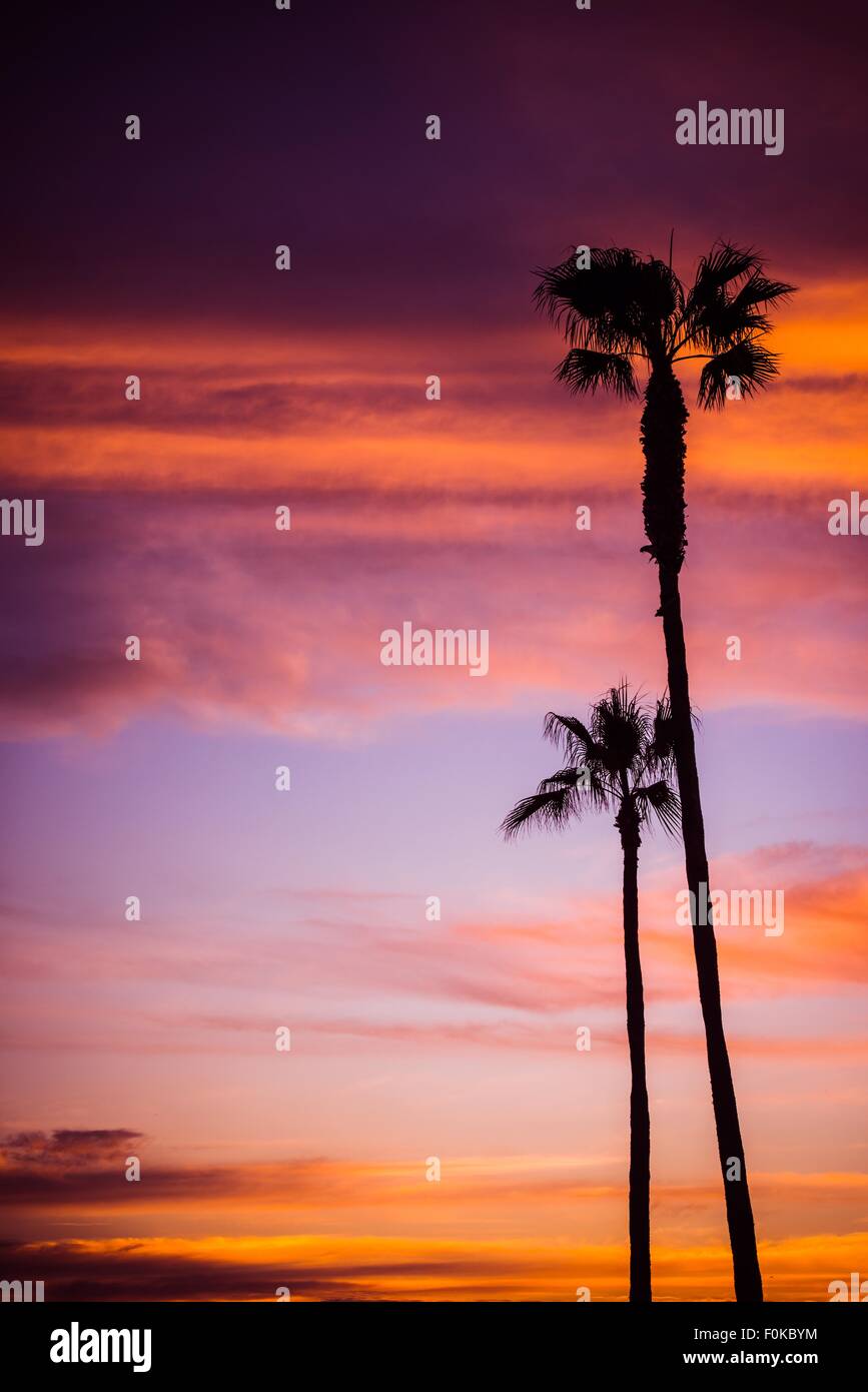 Palm Beach Sunset. Tramonto panoramico con Palm Foto verticale dello sfondo. Foto Stock
