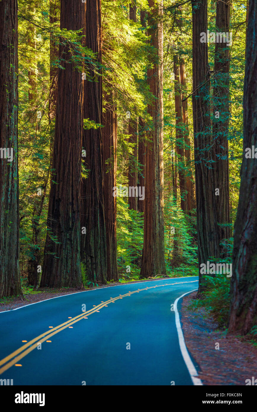 Redwood Forest in autostrada in California, Stati Uniti. Viaggio di foresta. Foto Stock