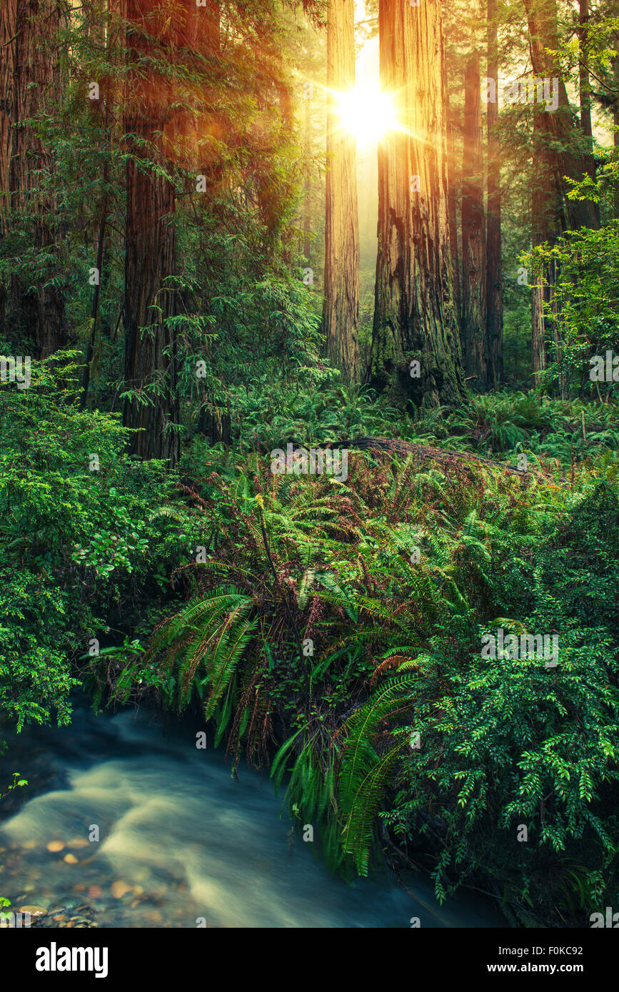 Redwood luogo del Mistero. Nord California Redwood scenario della foresta. Foto Stock