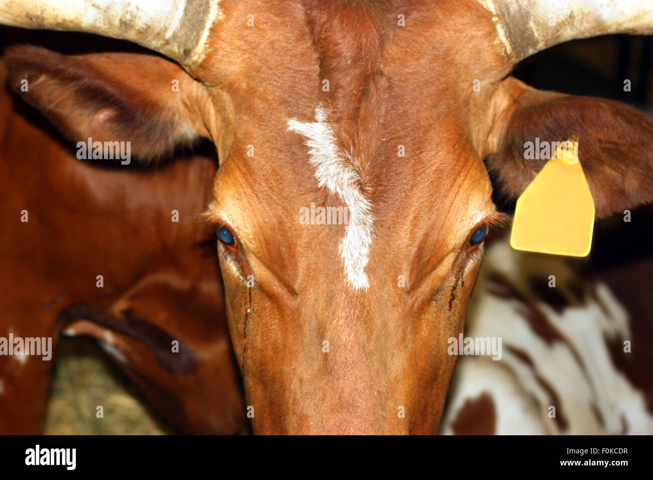 Vacca confinato nel fienile Foto Stock