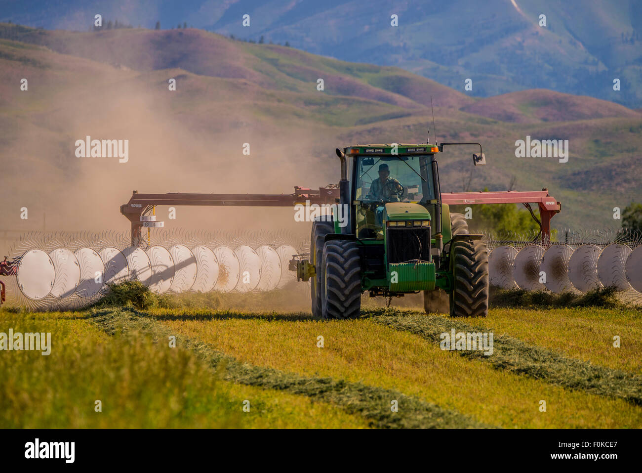 Agricoltura, allevamento, Farm lato guida di un rastrello fieno durante il fieno raccolto. Camas Prairie- Fairfield, Idaho, Stati Uniti d'America Foto Stock
