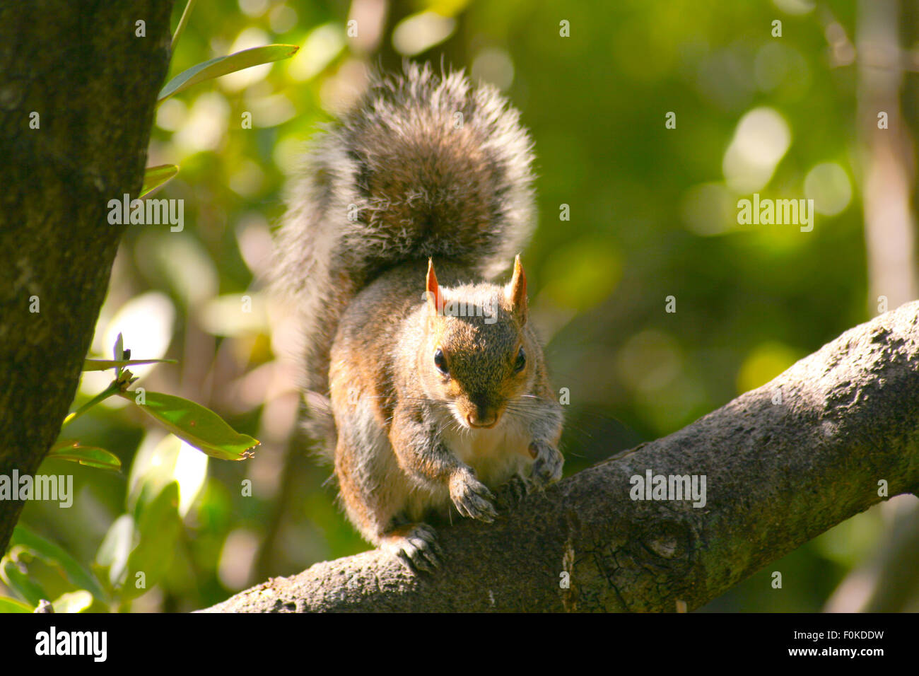Basso angolo vista di uno scoiattolo (Sciurus carolinensis) su un albero, Key Largo, Florida Keys, Miami, Miami-Dade County, Florida, Stati Uniti d'America Foto Stock