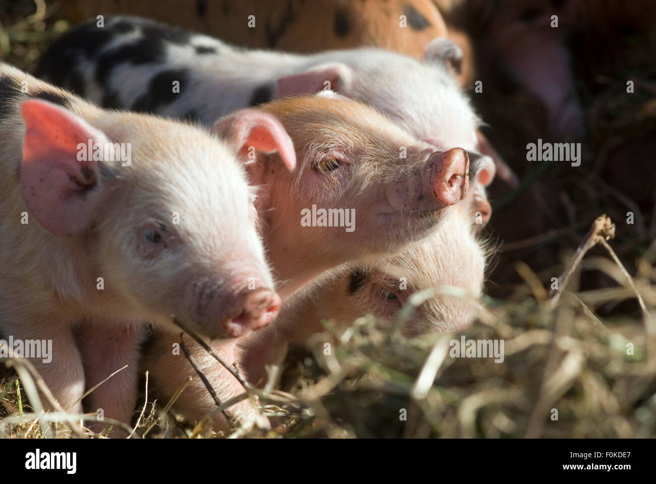 Maialino(Sus scrofa domestica) su una fattoria biologica Inghilterra ecologico Foto Stock