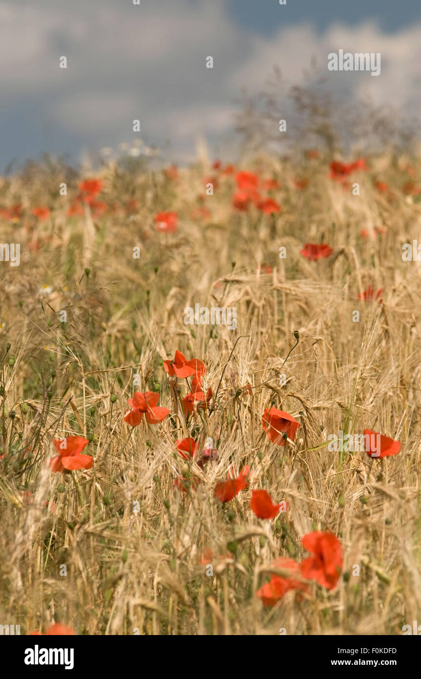 Il mais papavero (Papaver rhoeas) nel campo di orzo (Hordeum vulgare) Foto Stock