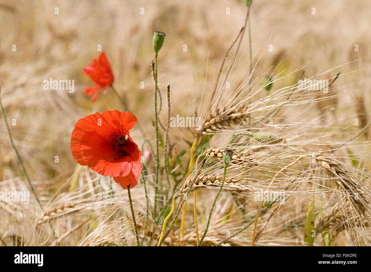 Il mais papavero (Papaver rhoeas) nel campo di orzo (Hordeum vulgare) Foto Stock