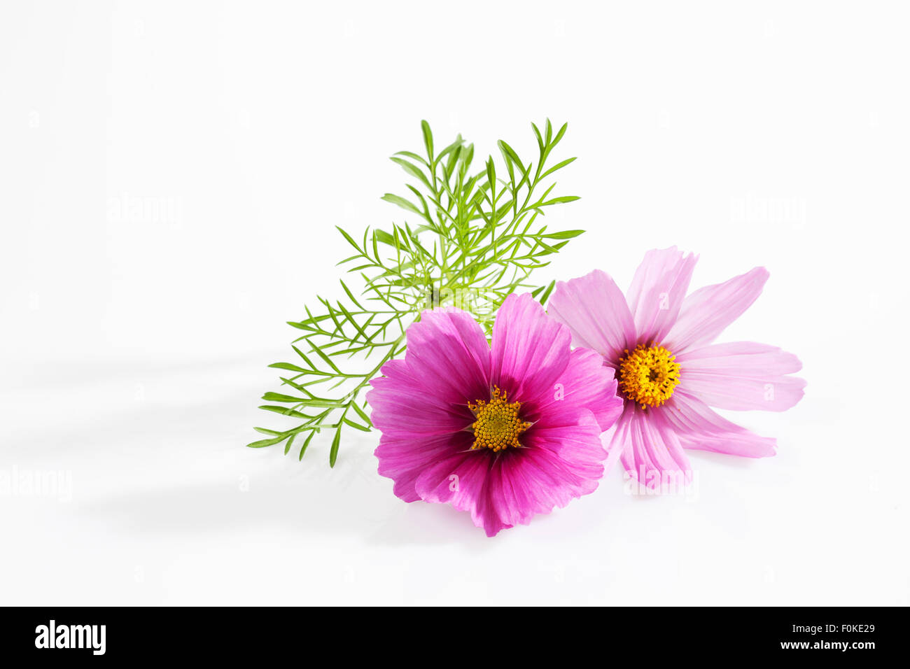 Aster messicano, Cosmos bipinnatus, fiorisce Foto Stock