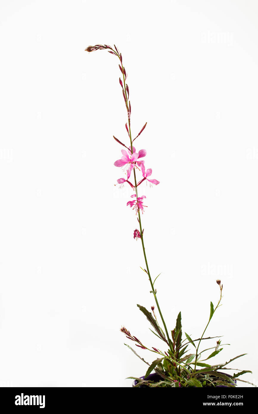 Il Lindheimer beeblossom, Gaura lindheimeri Foto Stock