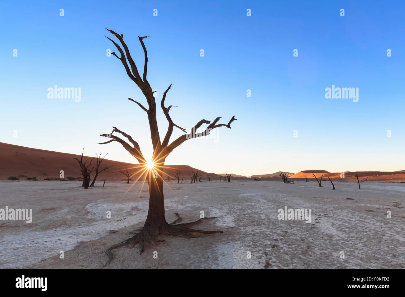 La Namibia, Namib Naukluft, Namib Desert, morto acacias sulla pentola di creta Foto Stock