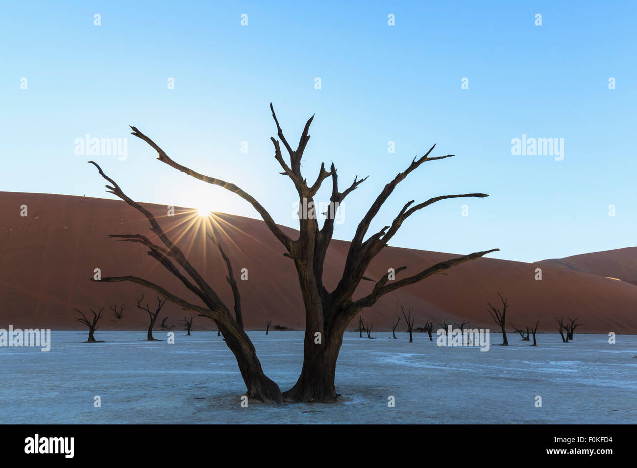 La Namibia, Namib Naukluft, Namib Desert, morto acacias sulla pentola di creta Foto Stock