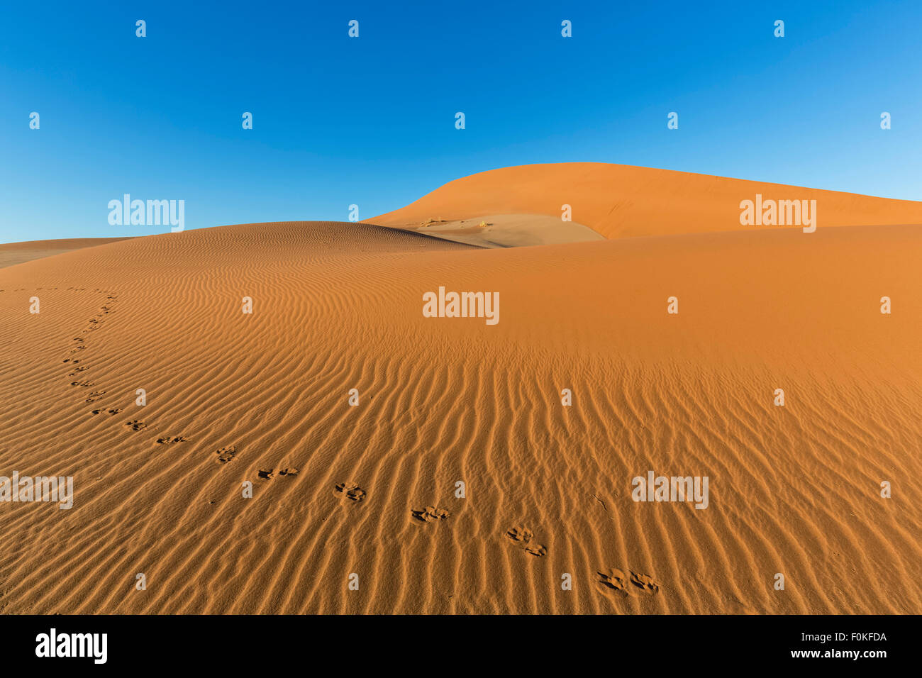 La Namibia, Namib Desert, Namib Naukluft National Park, tracce di gemsbok nella sabbia di una duna Foto Stock