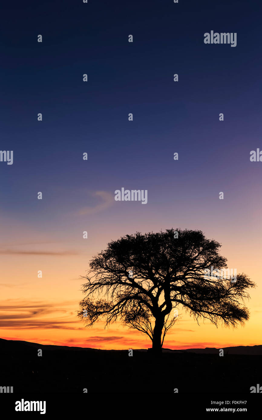 La Namibia, Namib Desert, Namib Naukluft National Park, acacia al tramonto Foto Stock