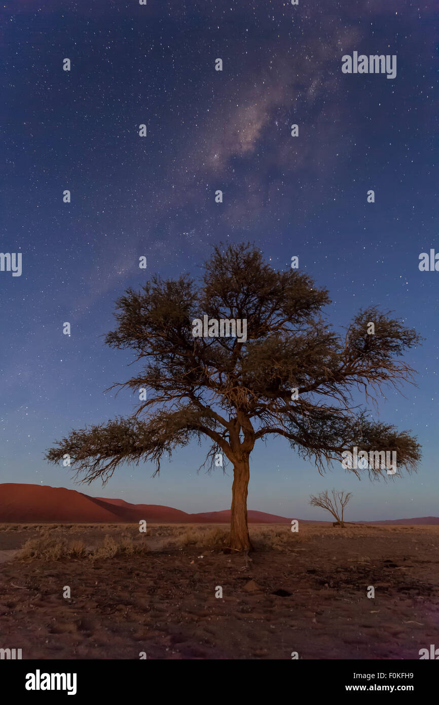 La Namibia, Namib Desert, Namib Naukluft National Park, acacia nella parte anteriore del cielo stellato Foto Stock