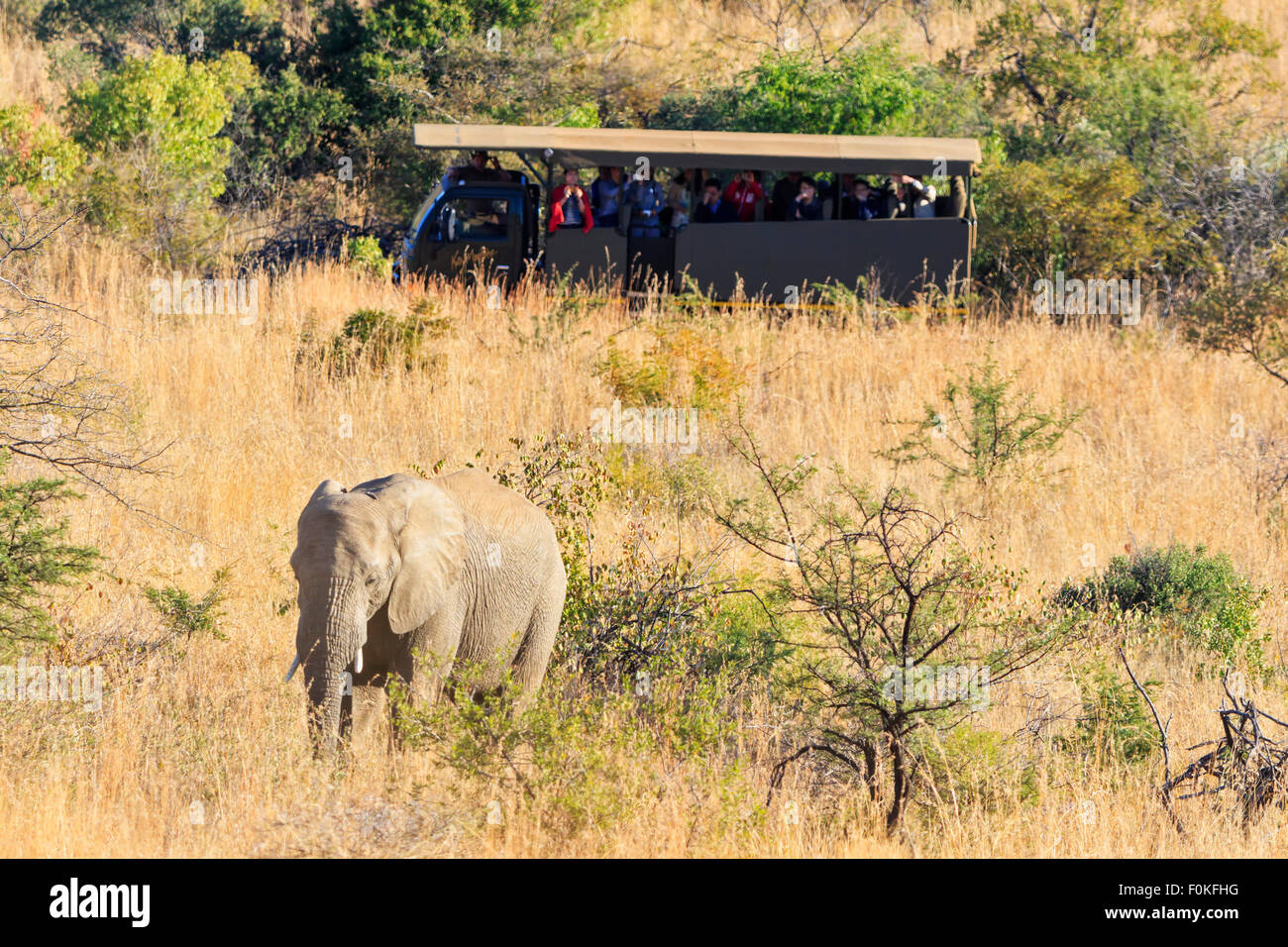 Sud Africa, Nord Ovest, Bojanala Platinum, dell' elefante africano guardato da gruppo di tour a Pilanesberg Game Reserve Foto Stock