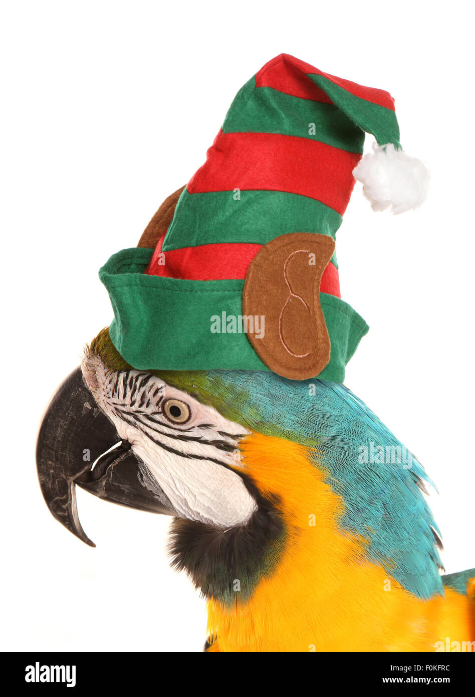 Macaw parrot indossando un natale elf hat studio ritaglio Foto Stock