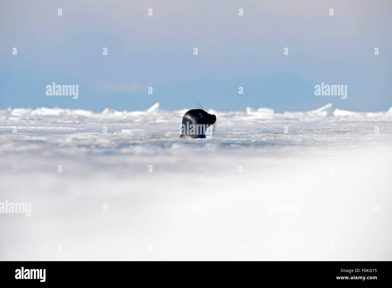 La Russia, il lago Baikal, guarnizione Baikal guardando fuori dal foro di ghiaccio Foto Stock