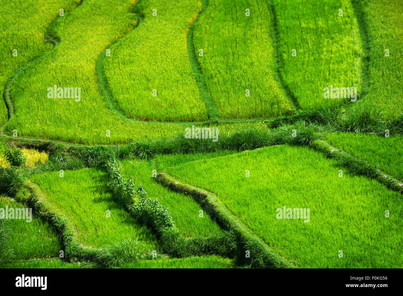 Colore verde brillante e sano stocchi di riso crescere da questi gradini teraces riso nel sud-est asiatico. Foto Stock
